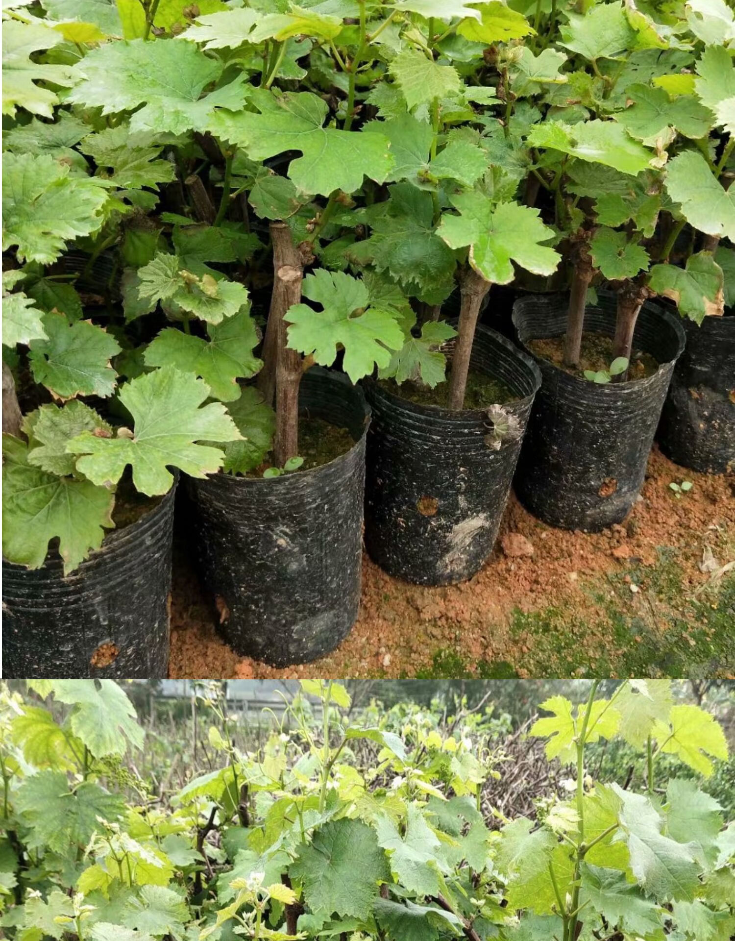 水晶葡萄苗蜜甜无籽水晶葡萄树苗爬藤南北方种植庭院阳台盆栽地栽