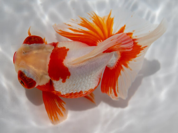 萌萌哒精品蝶尾金鱼包活好养小型冷水观赏鱼黑白熊猫蝶尾红白包金五花