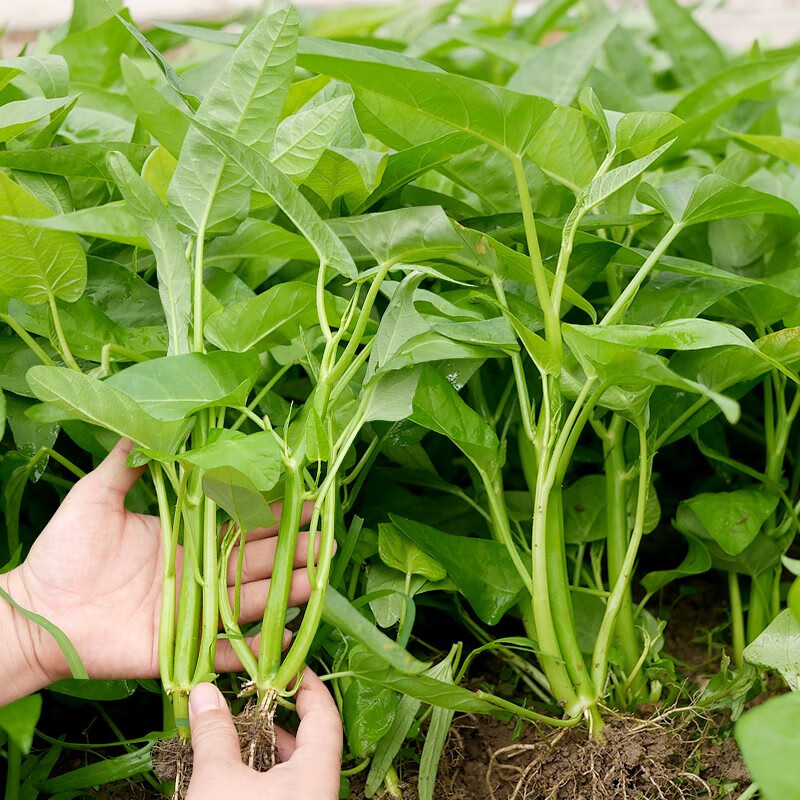 神禾盆栽生菜秧苗种苗青菜苗苗九粒白芸豆苗5棵