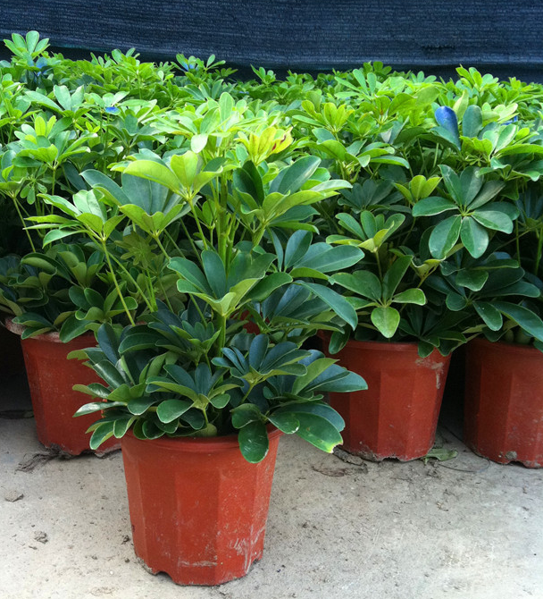 鸭脚木盆栽室内植物鸭掌木七叶莲绿植四季常青摇钱树八方来财烟克星