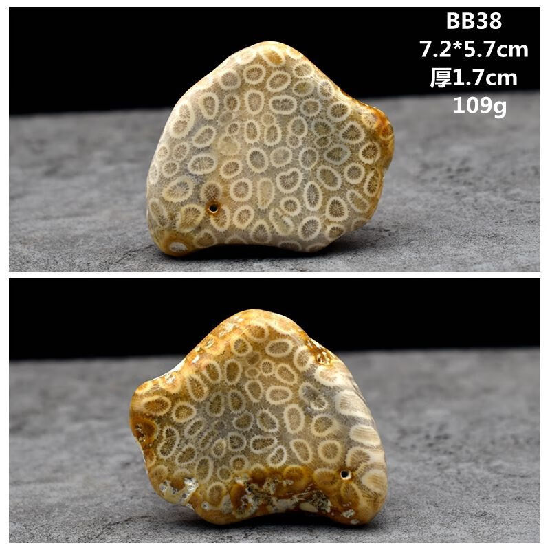 天然印尼珊瑚玉古生物化石菊花石原石切片化石 bb31【图片 价格 品牌