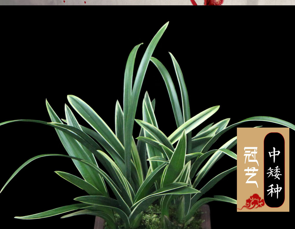 花卉绿植盆栽 兰花 墨兰蕙兰冠艺红花矮种 青龙冠好养 3苗连体营养袋