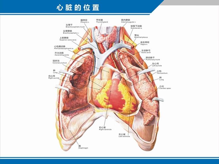 熊的心脏位置示意图图片