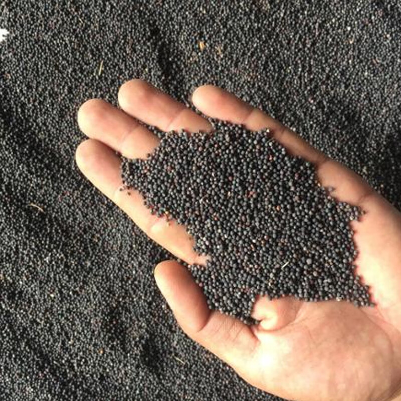 油菜花种子高产耐寒耐旱抗倒观赏食用高产早熟高出油多油菜花种籽