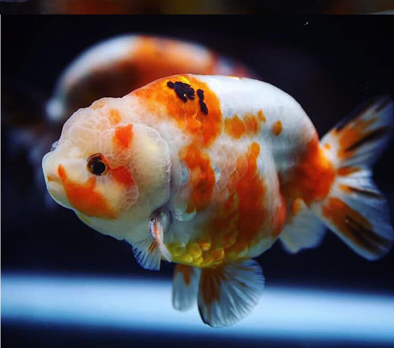 嘉瑰精品兰寿金鱼活体冷水观赏鱼蝶尾红白玉兔奶牛三色金鱼苗淡水好养