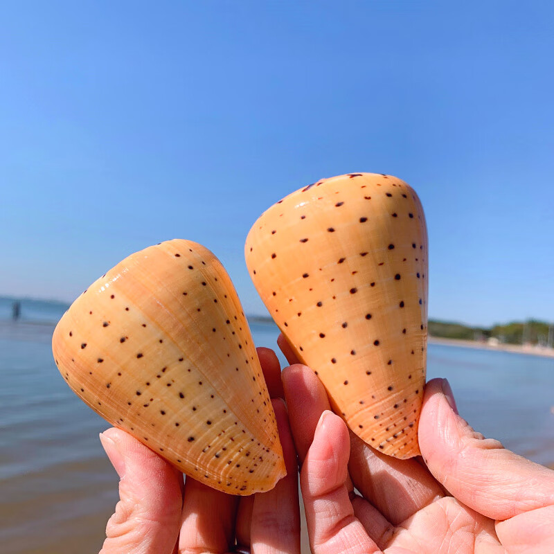 黄玉米螺天然贝壳海螺玉米芋螺鱼缸造景水族装饰地中海