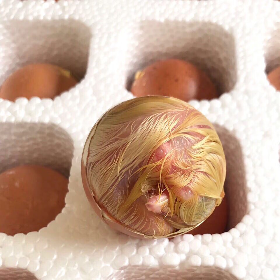 21天毛蛋珠子胚鸡蛋鸡蛋毛蛋20枚全鸡