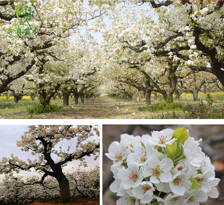 hqc四季梨树苗南方北方种植当年结果室外地栽金珠果脆冠梨树苗砀山梨2