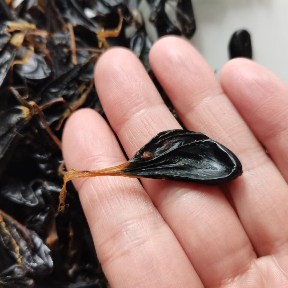 眼睛蛇胆中10粒装 药材五步蛇胆干 粒装 武夷山蛇胆干 正宗蛇胆 10粒