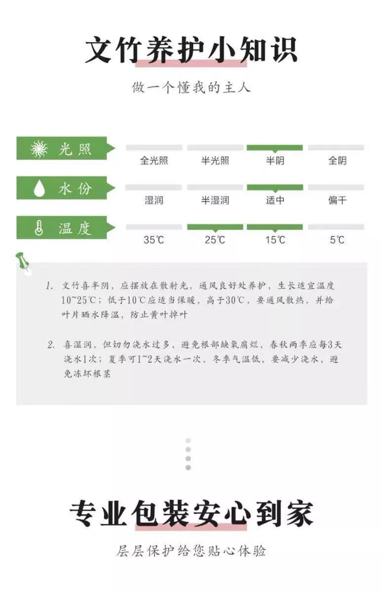 14，【精選】文竹大苗四季常青盆栽綠植室內水培植物雲竹盆景帶盆花卉 小文竹(一份不含盆)10cc 文竹原土()肥