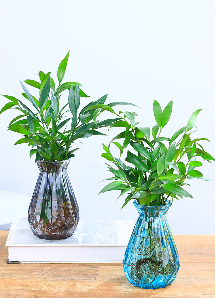 蝶遇水培新宠驱蚊竹富贵竹水培植物室内客厅绿植花卉盆栽水养四季常青
