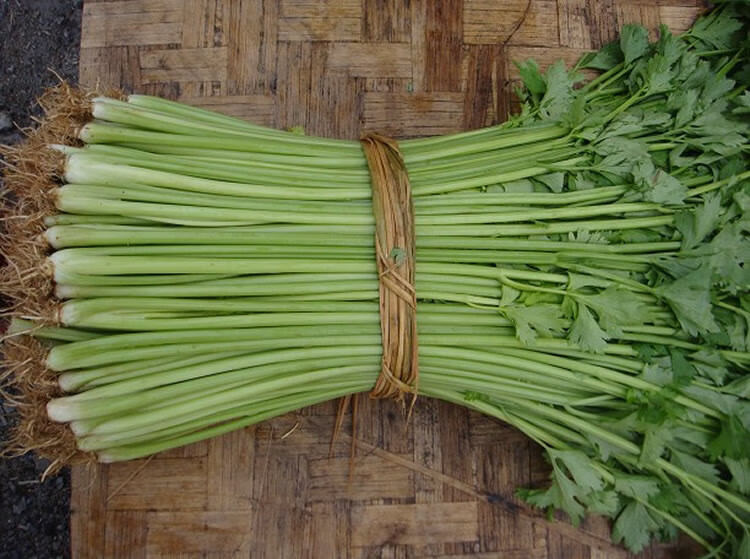 脆嫩速生美芹芹菜种子脆芹玻璃翠芹芹菜籽春秋四季