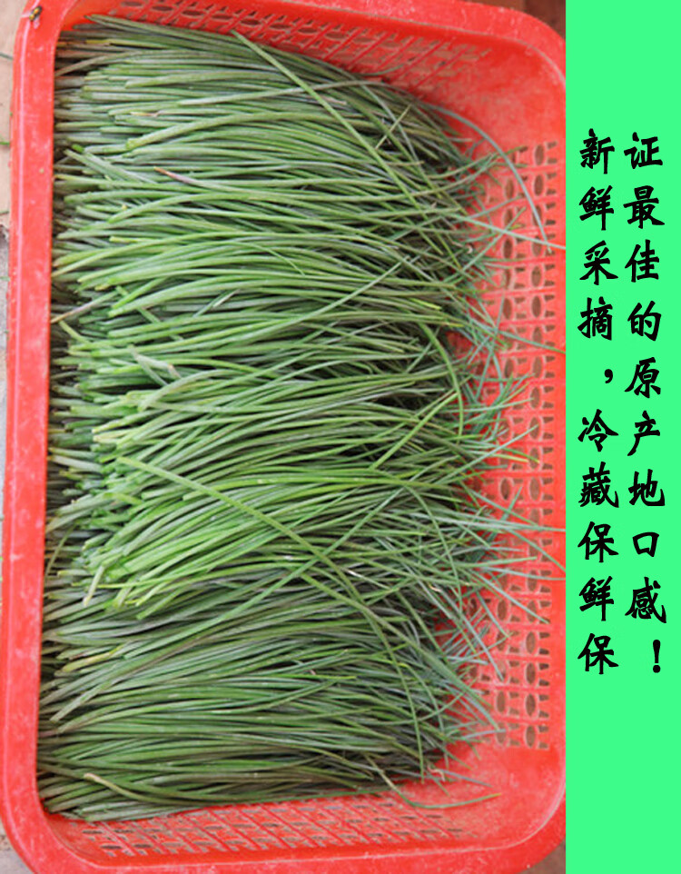 民勤特产新鲜野生沙葱蔬菜野菜下饭菜野葱5斤装防冻保鲜 2500g