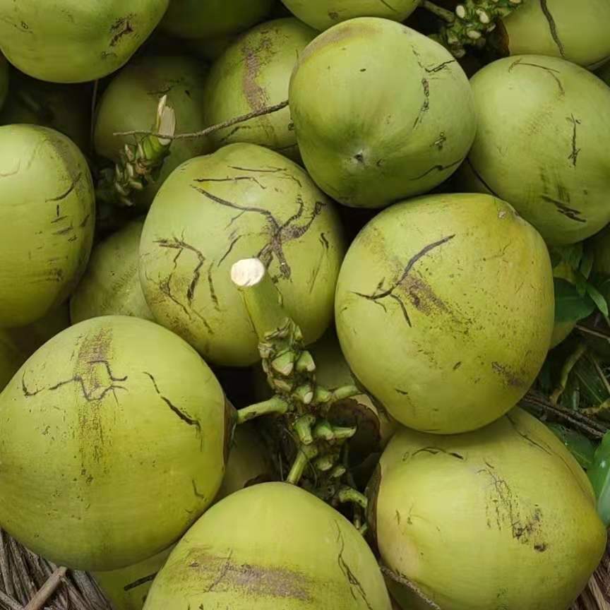 现摘海南特产新鲜带皮大椰青孕妇孩子水果冬季煲汤椰子鸡椰子海南椰青