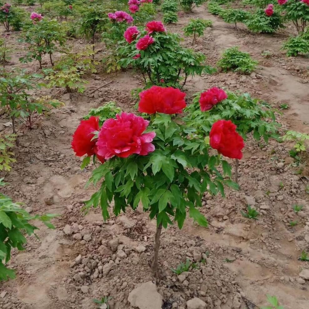 牡丹樹大苗獨杆花王牡丹樹大樹菏澤觀賞牡丹樹花苗百年牡丹對版 皇冠