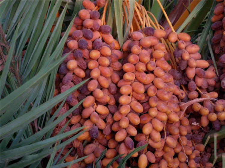 更多参数>>加工工艺:果干类类别:蜜枣货号:ffewrtrx商品产地:中国大陆