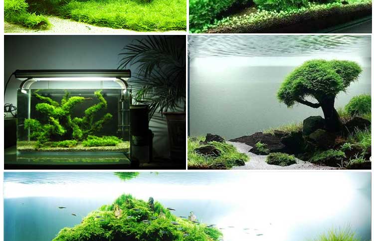 垂泪莫斯水草散装鱼缸植物造景大三角莫斯树阴性水草网片沉木慕斯散装