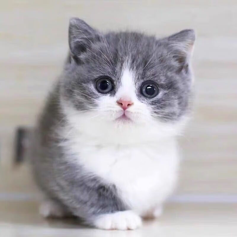 宠以沫 猫咪活体纯种蓝白猫活体活体幼猫宠物猫活体英短幼猫曼基康矮