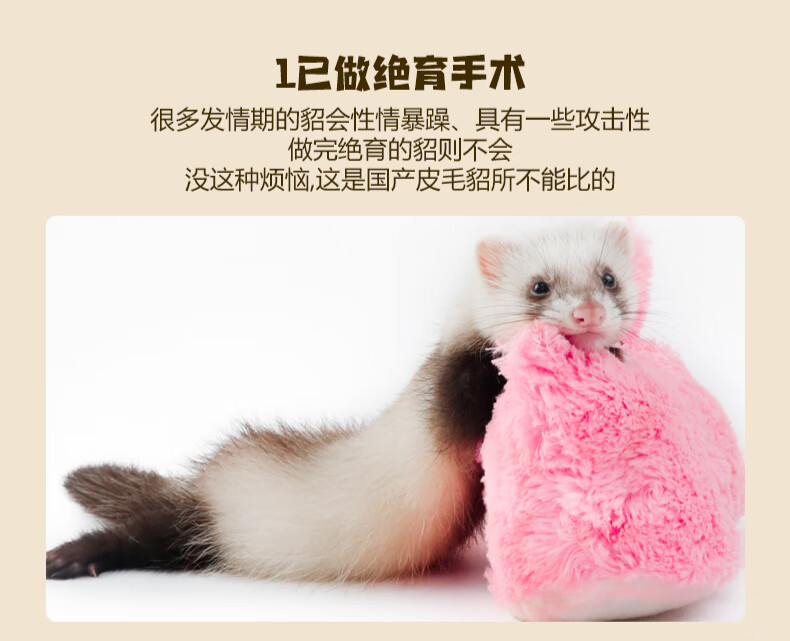 宠物雪貂小龙貂活体貂幼体幼崽宠物貂活物宿舍懒人雪貂活体qboy 美洲