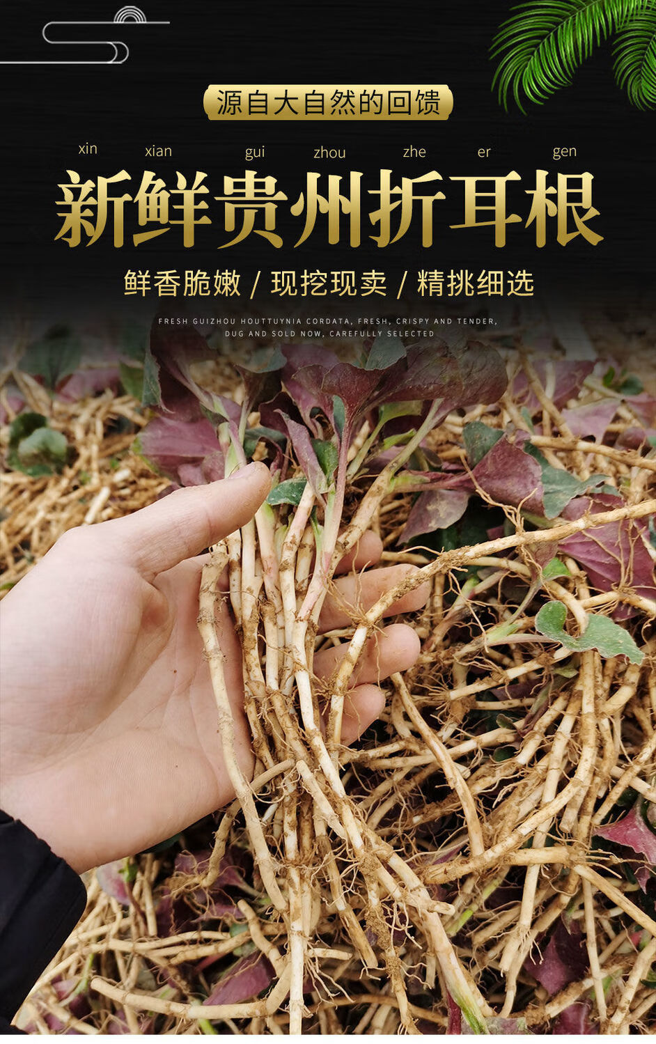 现挖现发贵州鱼腥草新鲜折耳根带叶子嫩根猫耳根带泥1斤折耳根带叶不