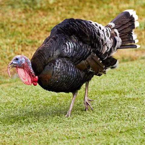 瑾伦包活半大纯种尼古拉火鸡青铜贝蒂娜火鸡活体散养 尼古拉火鸡苗