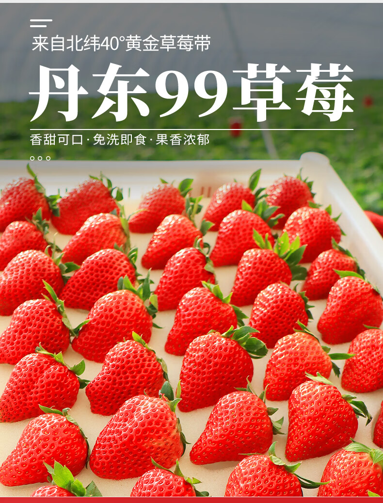 5a级草莓丹东99草莓新鲜水果25斤现摘现发当季九九红颜奶油草莓孕妇