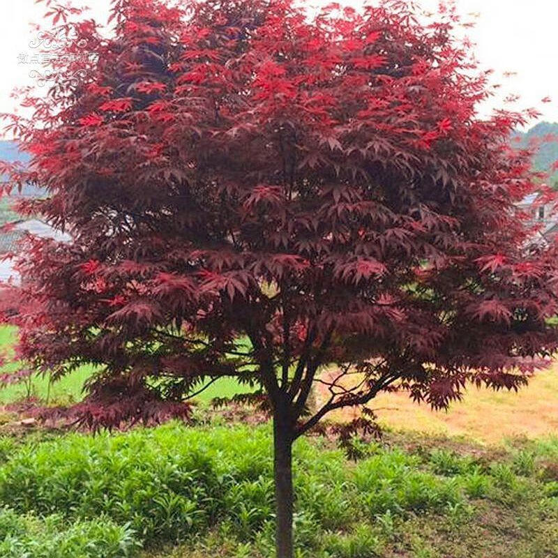 嫁接红枫树苗中国红三季红庭院绿化红枫盆栽矮化红枫南方北方种植耐寒