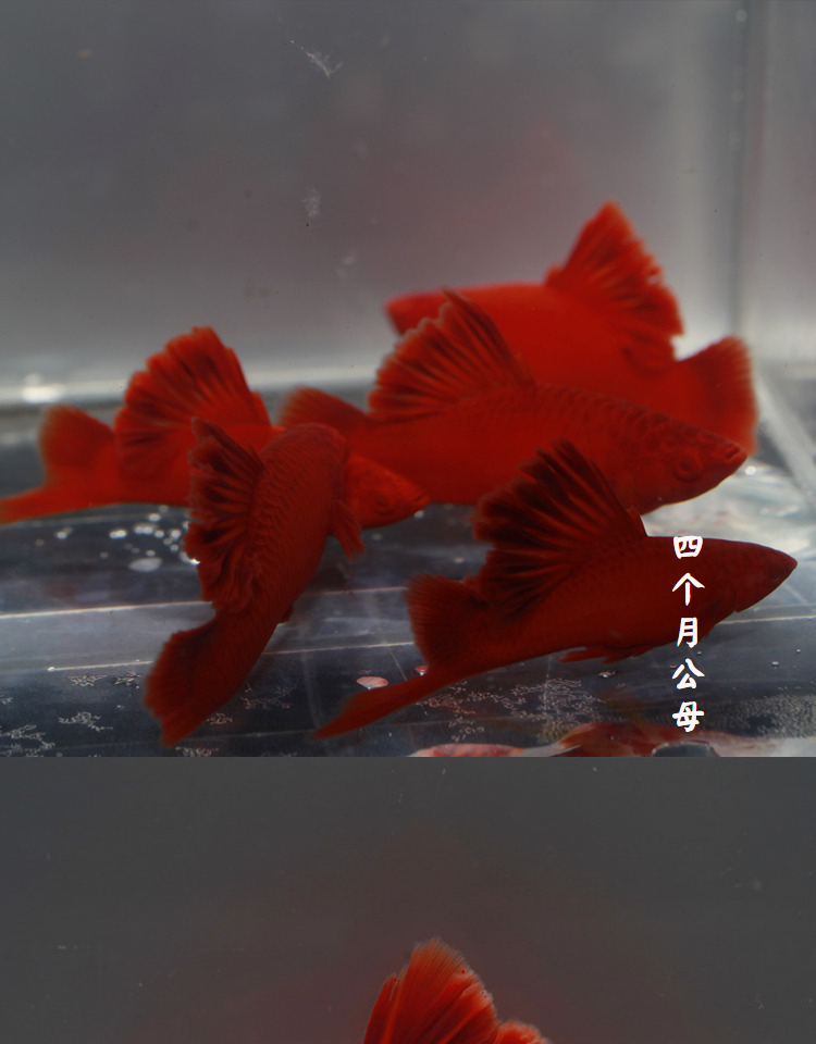 高鳍红箭鱼苗菊花帆红剑鱼狼牙热带鱼观赏鱼刀鱼菊花帆母鱼5条优惠