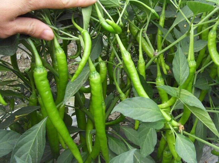 辣椒种子孑新杭椒八号大田菜园高产盆栽四季易种微辣杭椒中辣椒籽新