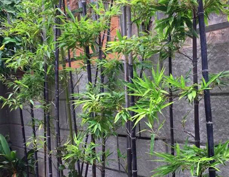 紫竹盆栽 紫竹苗竹子苗庭院户外大型地栽室内盆栽景观墨竹 【紫竹移植