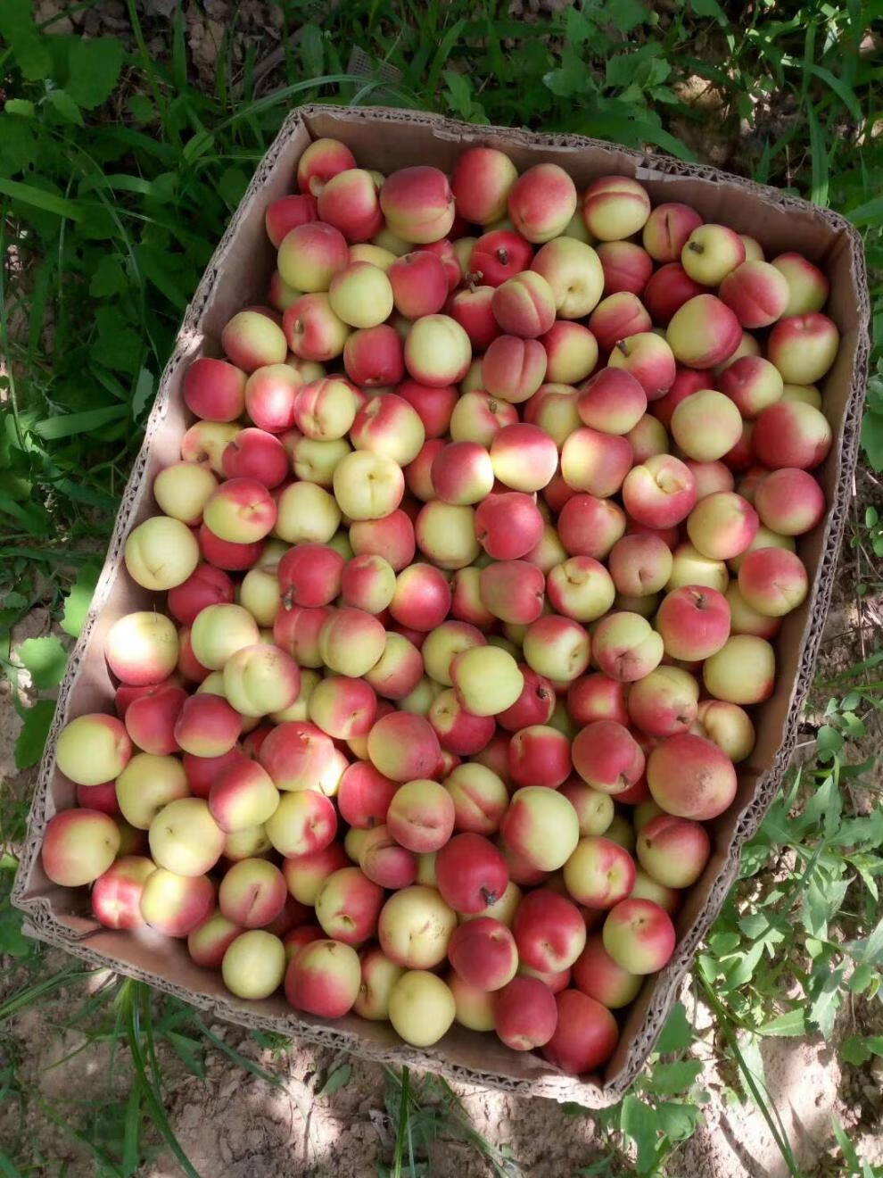 山西胭脂杏 5斤杏子新鲜水果贵妃红杏梅杏当季甜杏现摘现发【图片
