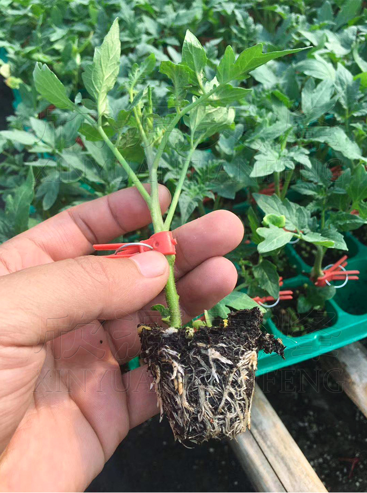 进口番茄嫁接砧木种籽孑子根系发达抗病毒茄子辣椒甜瓜黄瓜西红柿