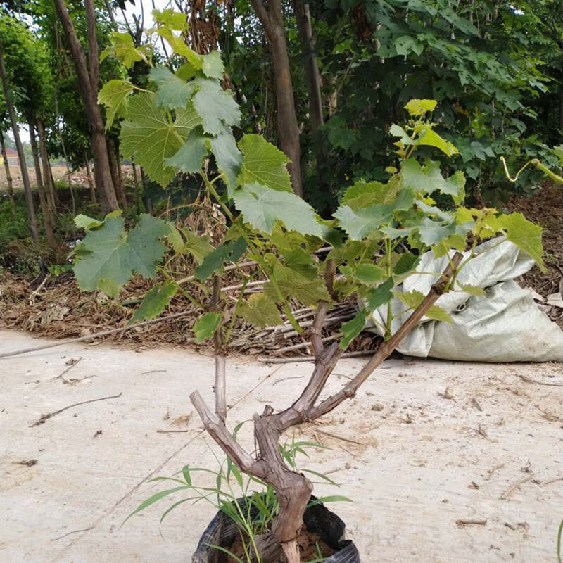 异域者农资一树多果嫁接葡萄树苗四季盆栽不爬藤双季无架葡萄树种植