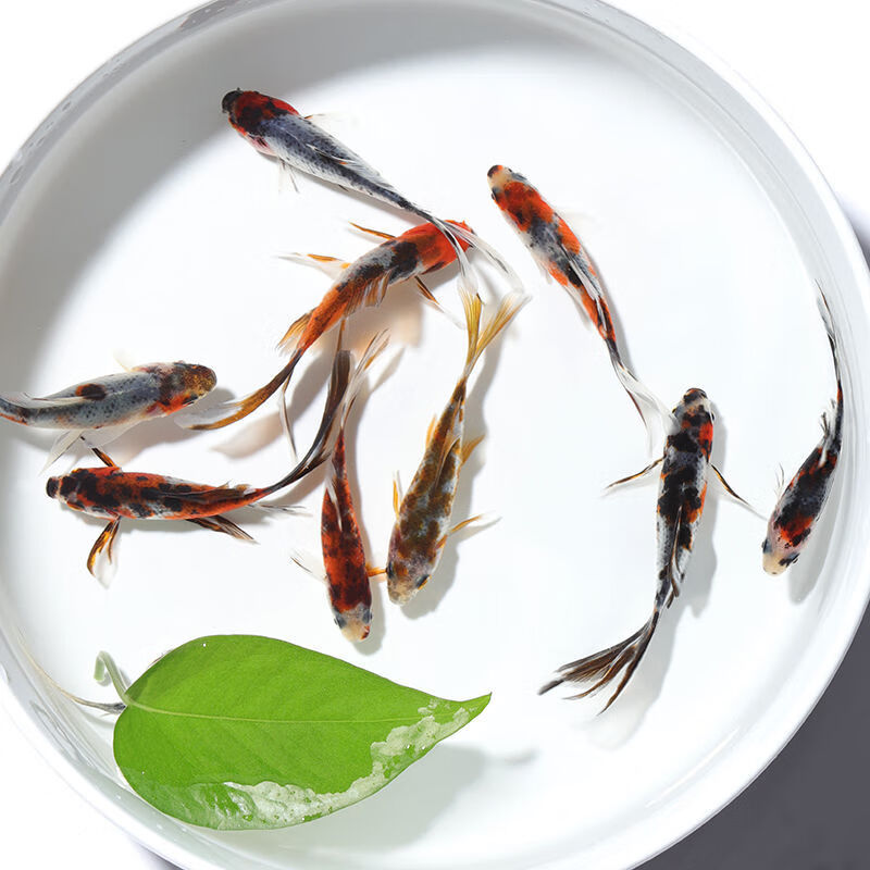 京选推荐草金鱼活锦鲤活鱼观赏鱼淡水鱼冷水鱼小金鱼小型红鲫鱼花草金