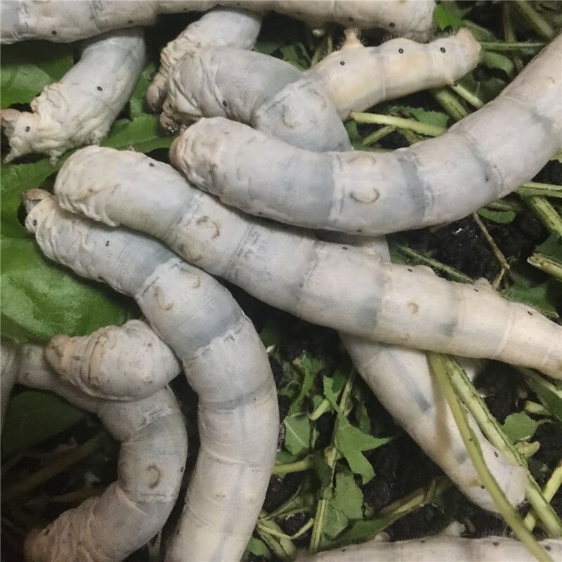 大白蚕结茧蚕大蚕成年蚕活蚕吃新鲜桑叶5龄四五龄蚕宝宝白蚕卵50粒