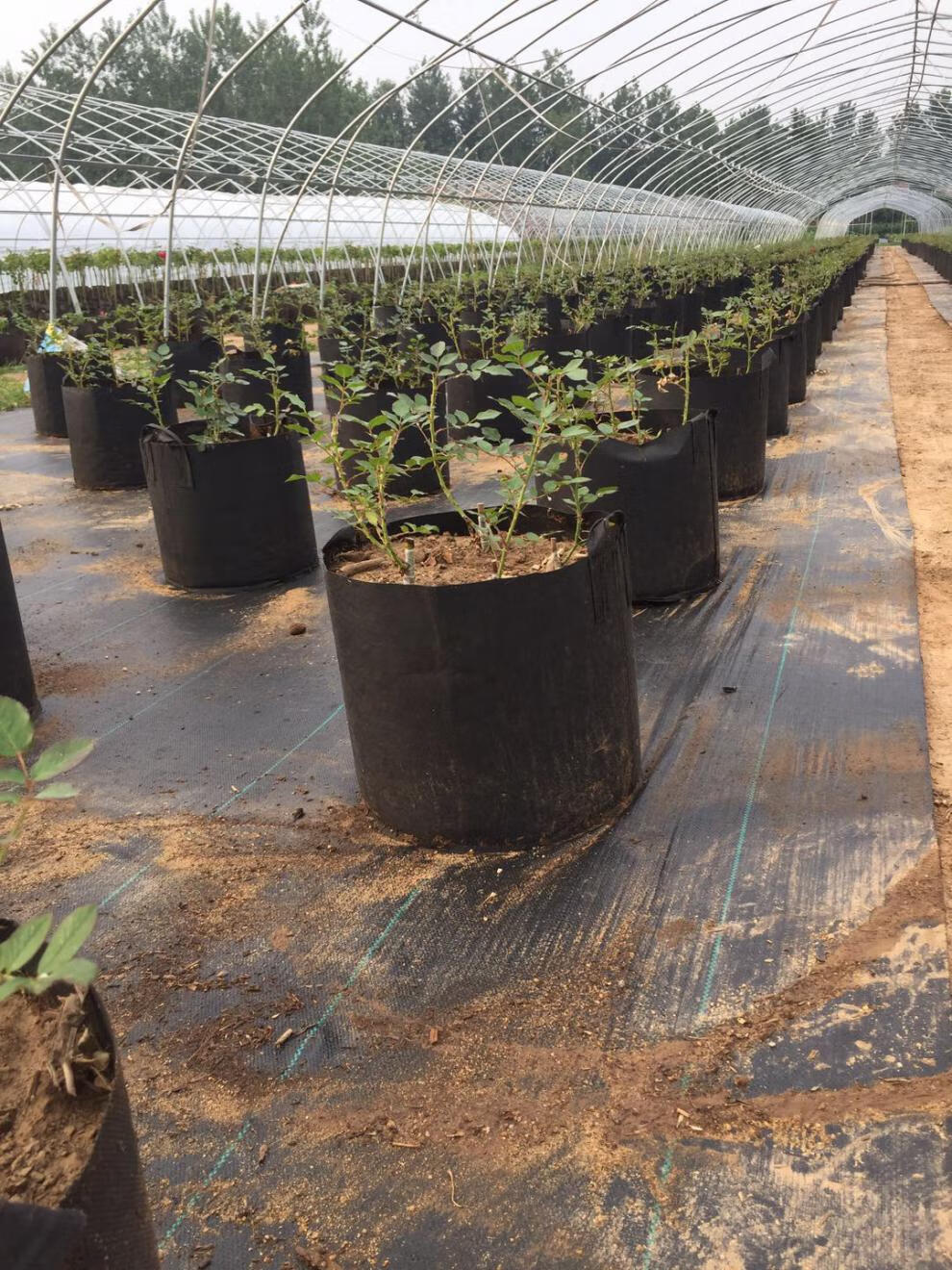 黑色美植袋无纺布植树袋加厚抗氧化耐用育苗袋厂家直销营养钵20x18无