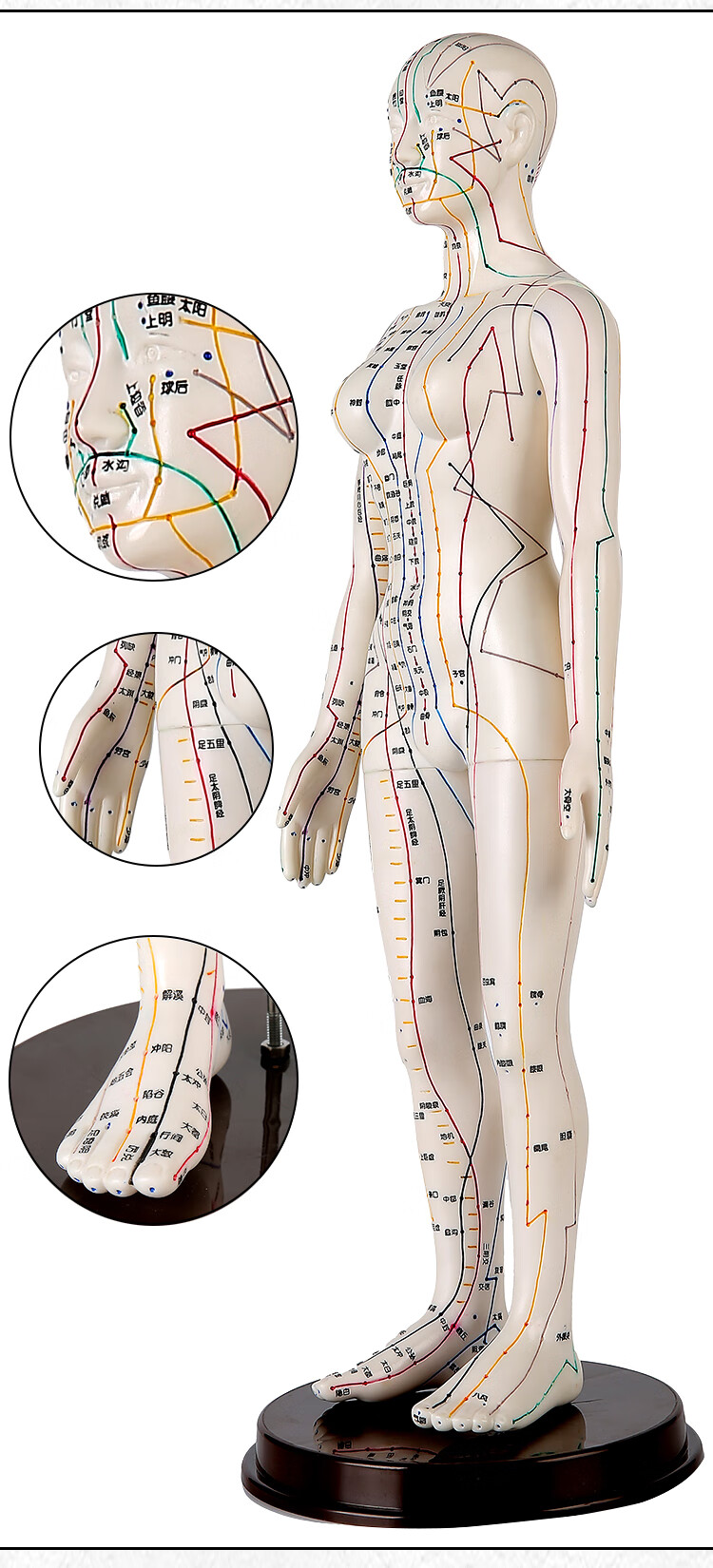 【京健康】针灸穴位人体模型中医男女全身经络小铜人可扎针灸人模小人