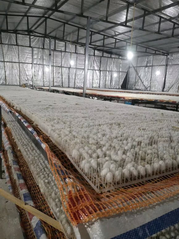 养蚕用结茧网蚕宝宝吐丝养殖塑料网蚕簇新型塑料方格簇折蔟上山网 128