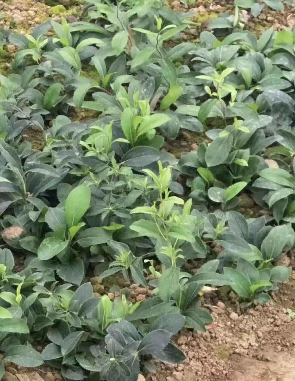 姜芮陕西苍术种苗北苍术种苗朱砂点苍术中种苗标准2年1000颗100个六两