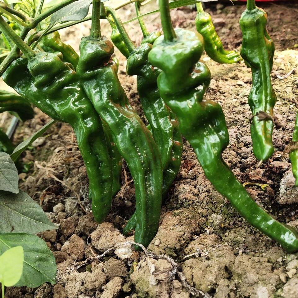 现摘新鲜特辣薄皮青辣椒超辣小皱皮椒虎皮椒邹皮香辣农家辣椒 3斤