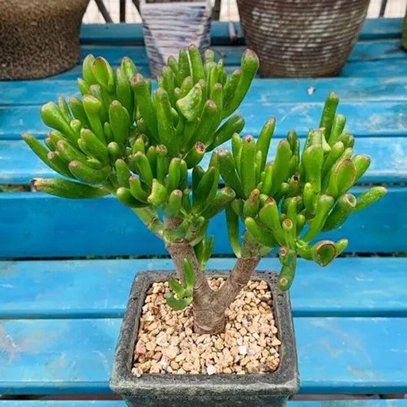 筒叶花月多肉吸财树老桩又名纤纤玉指盆景观叶型植物玉树卷马蹄角s 猫