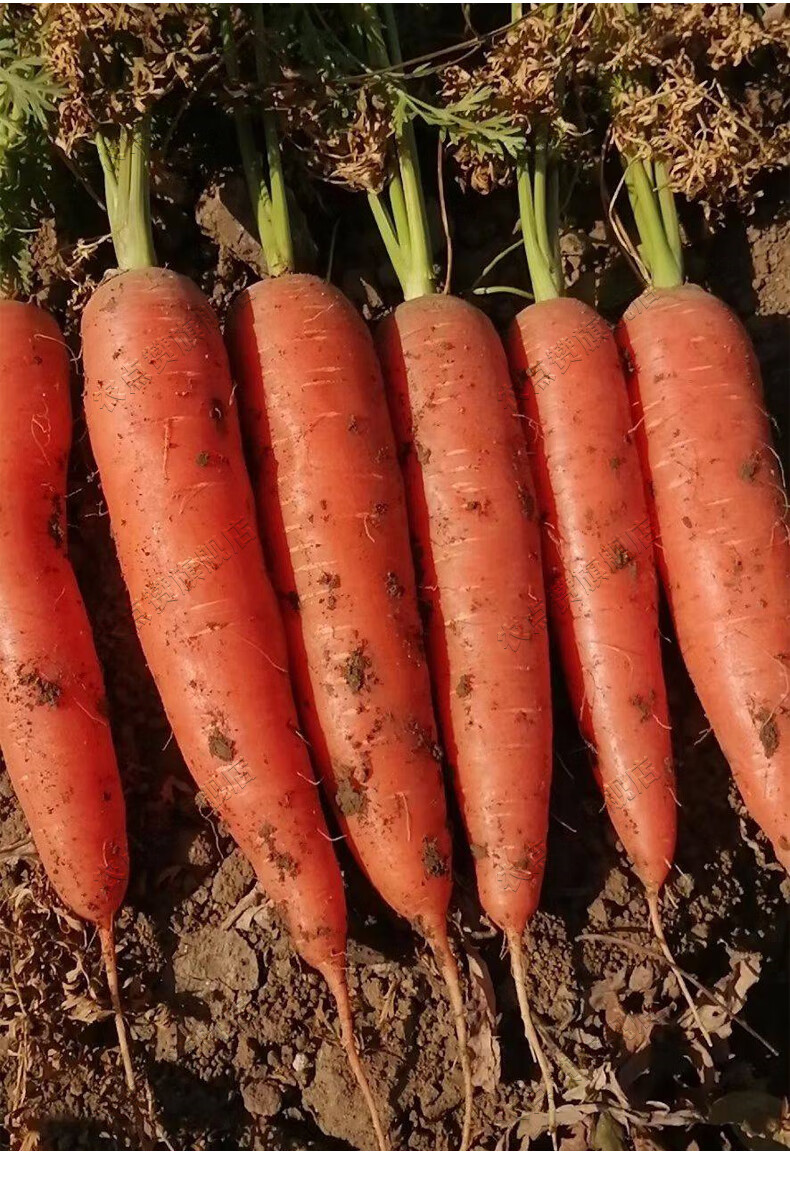 农点赞本地老品种水果胡萝卜种籽子盆栽土红心胡萝卜种子红萝卜种子