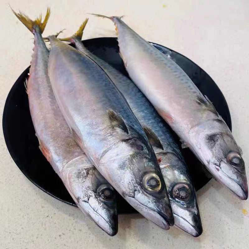 鲅鱼新鲜活鲐鲅鱼马鲛鱼大整条冷冻青花鱼马友鱼海鲜马交鱼 鲅鱼5斤