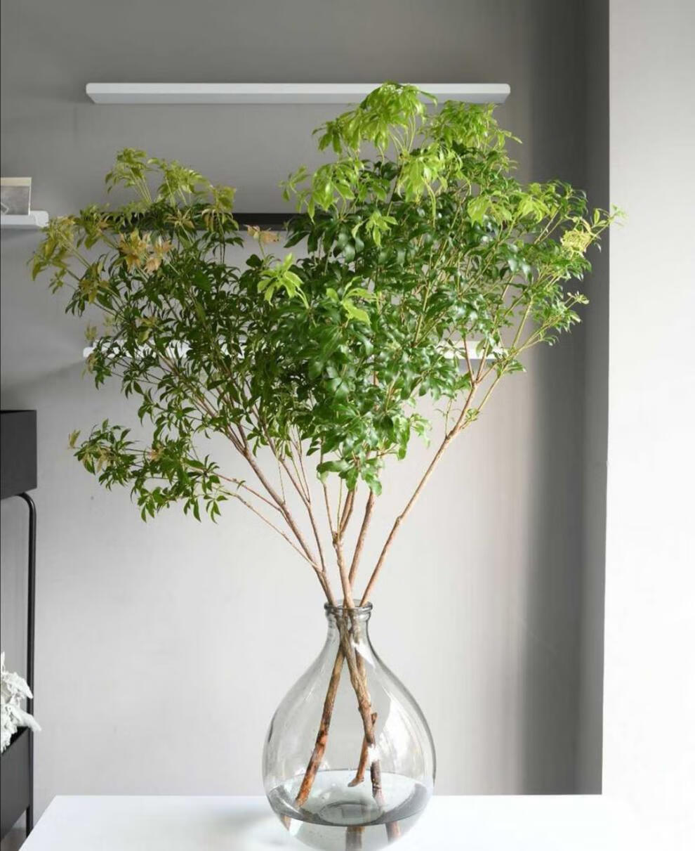 马醉木绿植植物 ins网红吊钟民宿鲜切枝条水养植花道配叶 110厘米左右