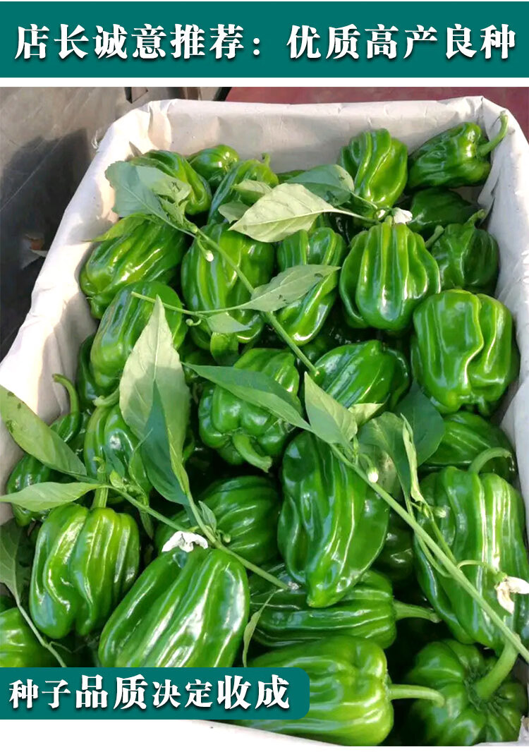 麻辣椒种子辣椒种籽青椒菜椒薄皮椒甜椒柿子椒蔬菜种子高产抗病 大果