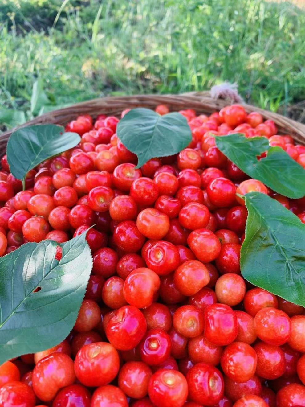 橙伯乐四川新鲜水果小樱桃现摘现发农家土樱桃童年的记忆恩特儿红樱桃