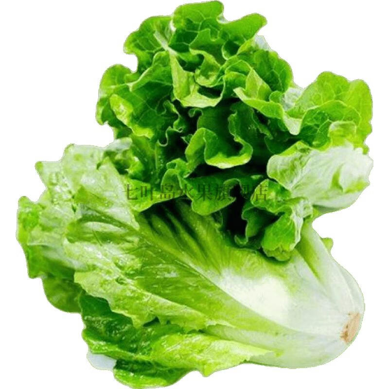 新鲜蔬菜生菜奶油生菜青菜可生吃菜农家菜现采现发坏包赔 1斤(精选装)