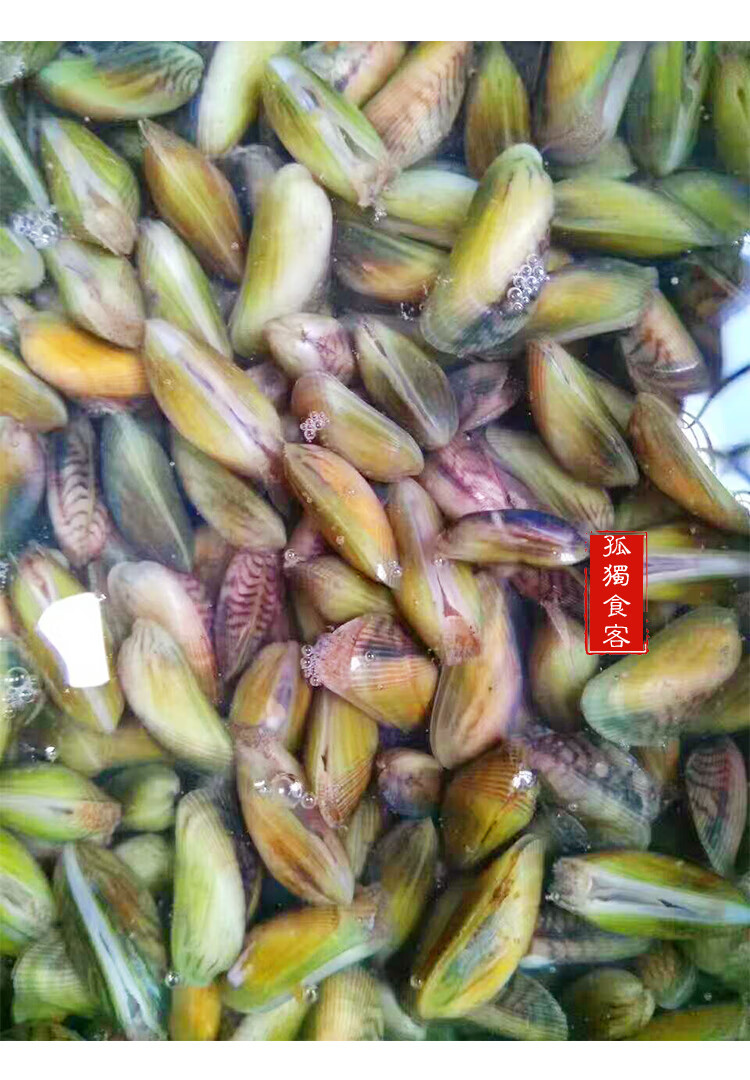 海瓜子当天新鲜薄壳贝类小贝壳海鲜水产鲜活 3斤装【图片 价格 品牌