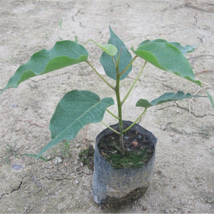 寺庙菩提树苗 金刚 菩提苗 菩提小苗 适合南方 北方栽培 高原栽培 1年