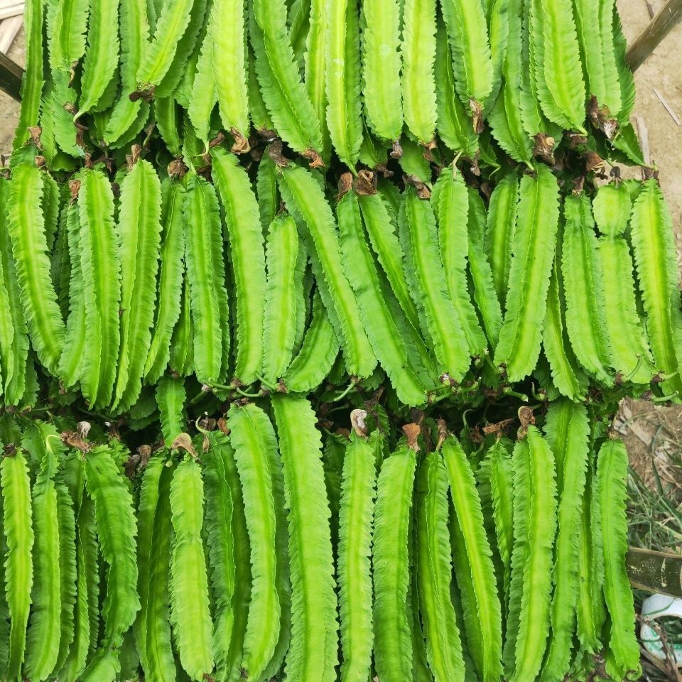 新鲜四角豆1斤海南三亚特产四棱豆杨桃龙豆皇帝豆空运3斤装普通纸箱